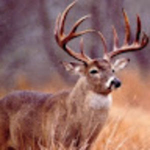 Meet your Posher, Brant